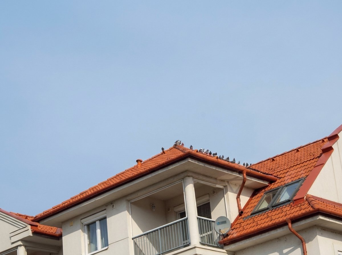 Condomínio residencial com pombos concentrados sobre a cobertura
