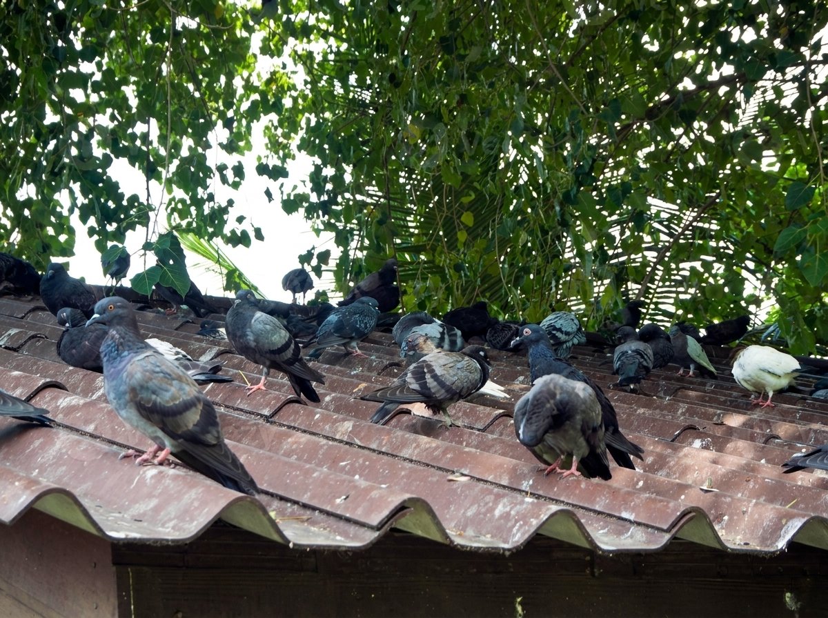 Pombo pousado sobre um telhado